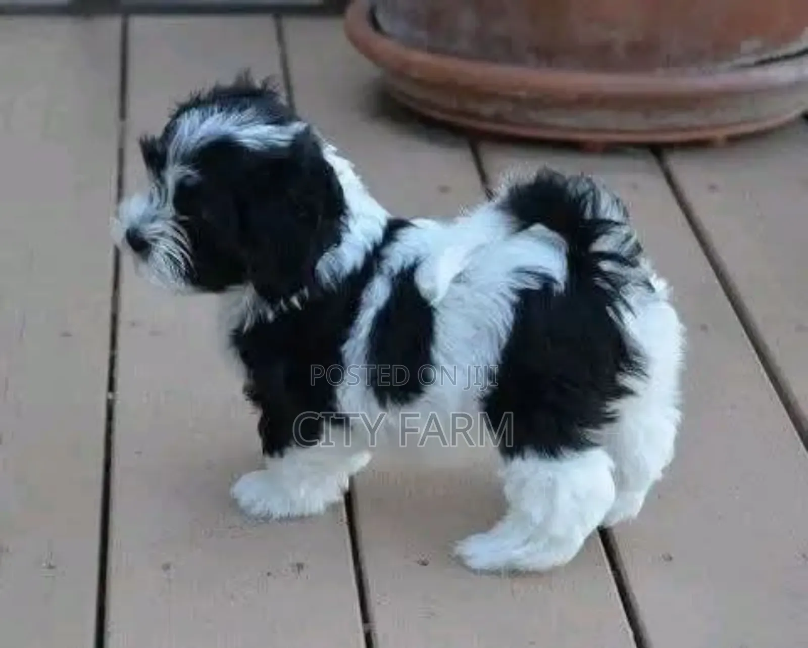1-3 months Male Purebred Poodle