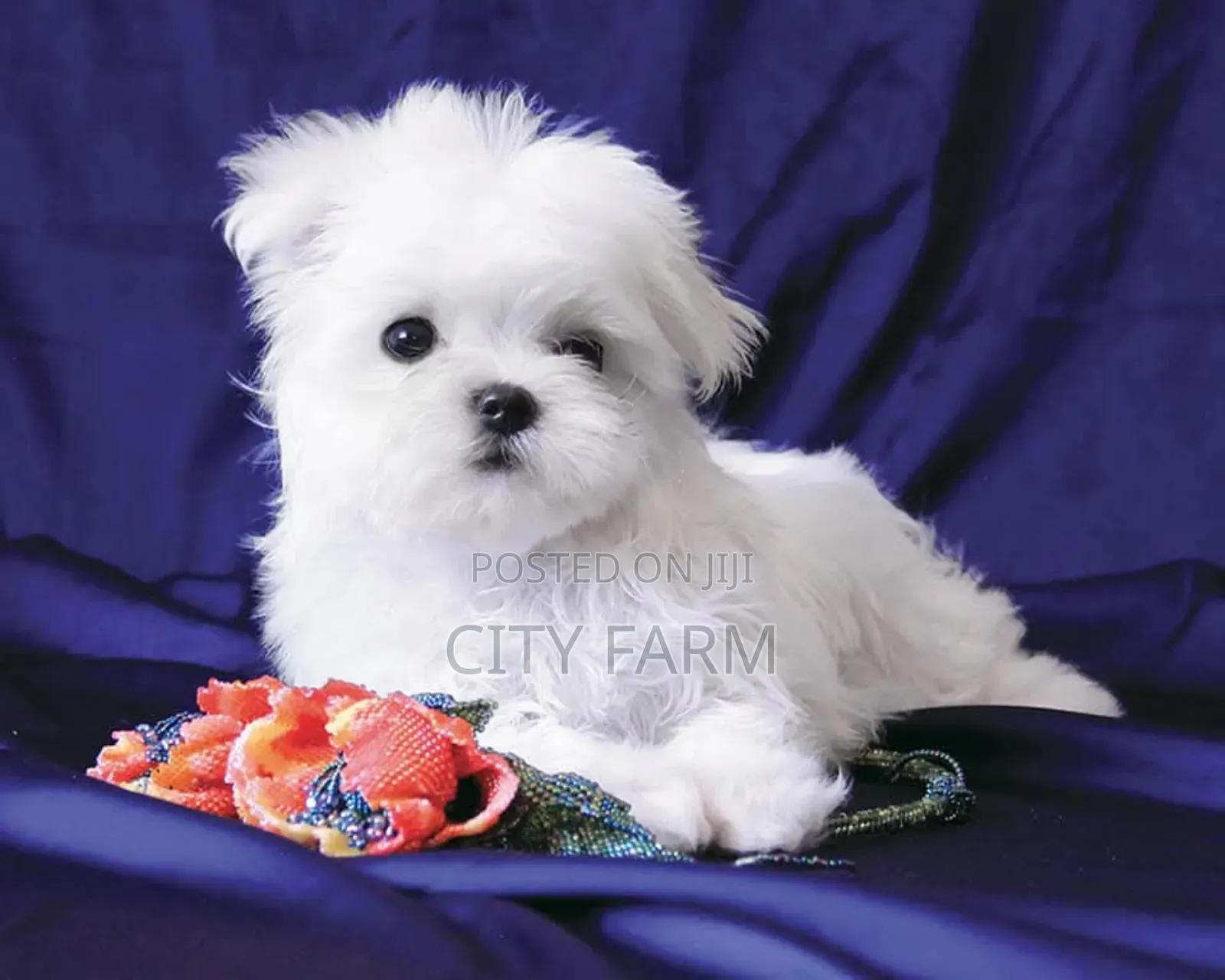 1-3 months Female Purebred Poodle