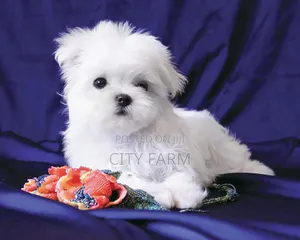 1-3 months Female Purebred Poodle