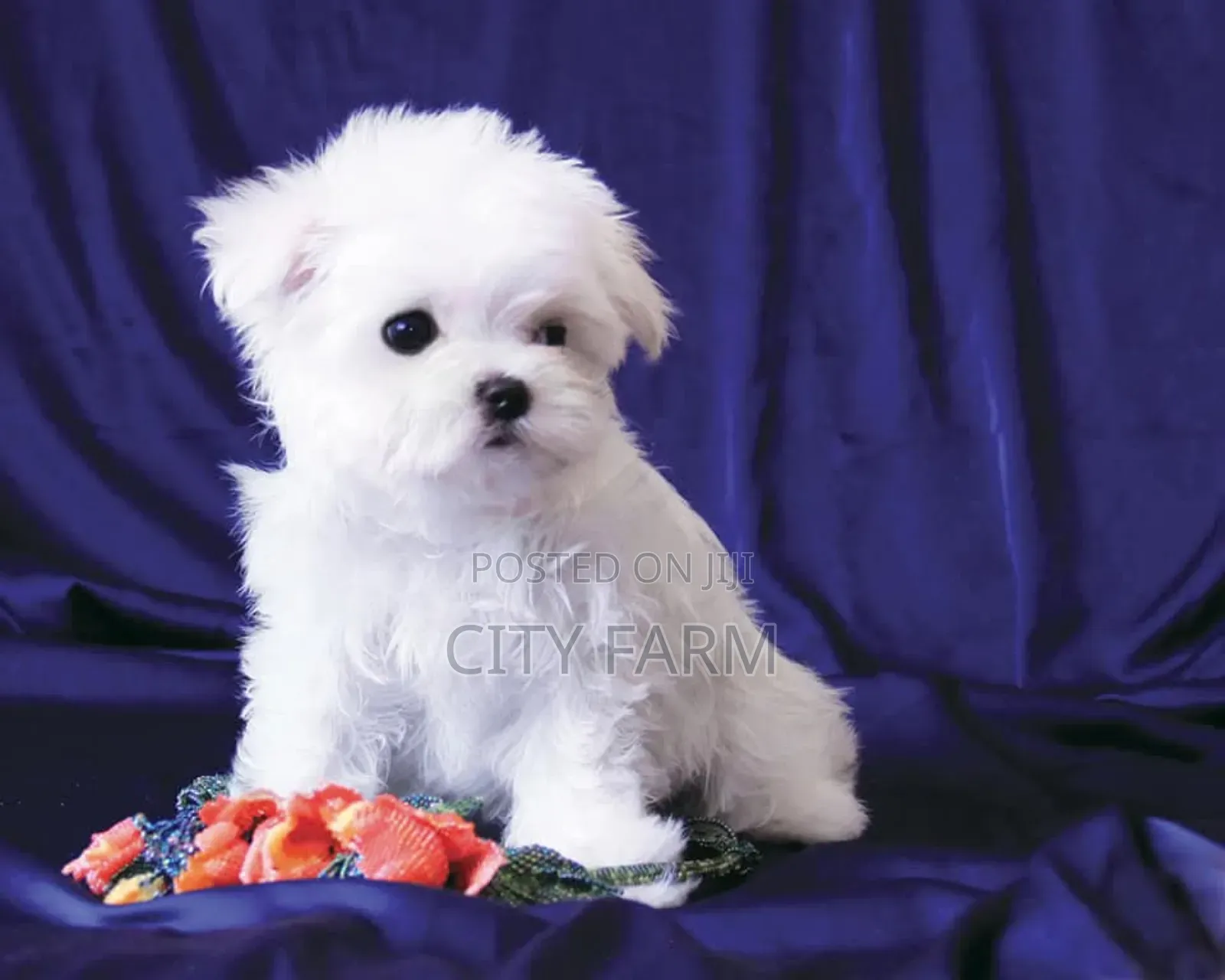 1-3 months Female Purebred Maltese
