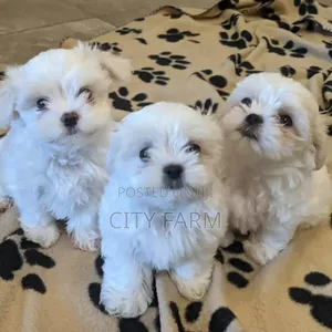 1-3 months Female Purebred Maltese