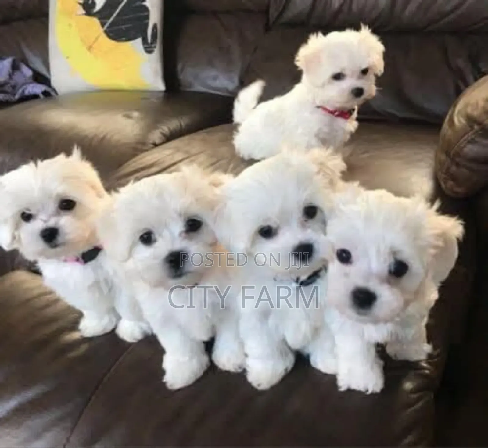 3-6 months Male Purebred Maltese