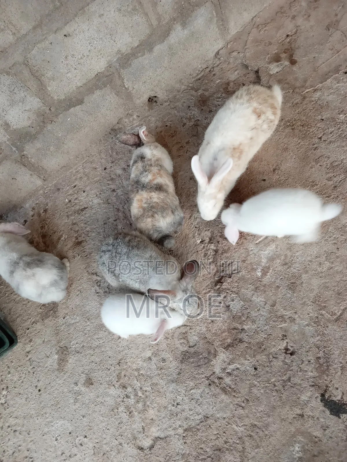 Rabbits for Sale