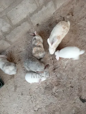 Rabbits for Sale