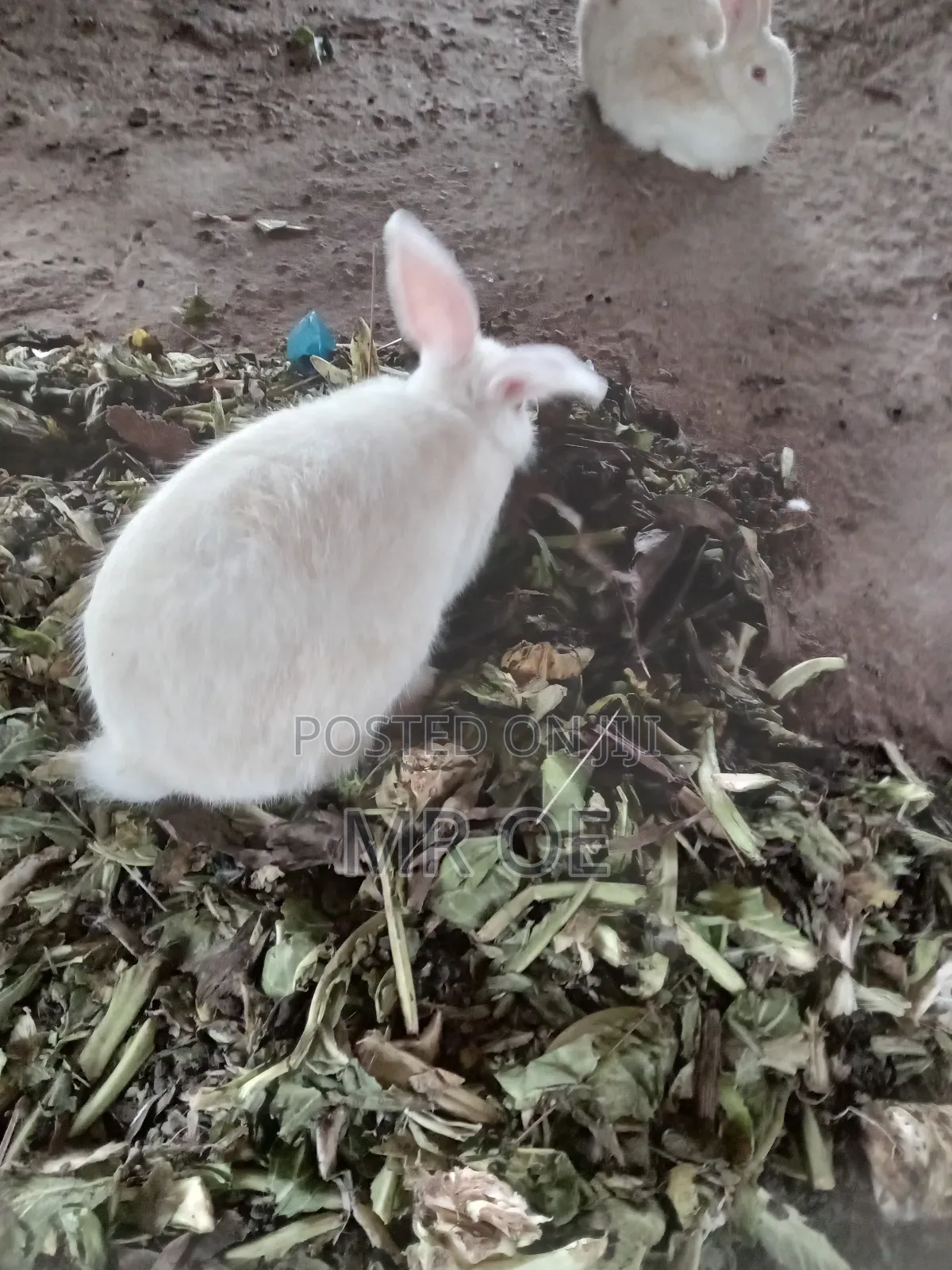 Rabbits for Sale