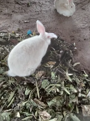 Rabbits for Sale
