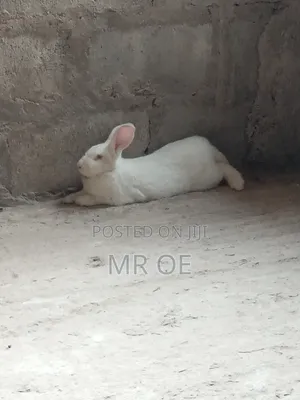 Rabbits for Sale