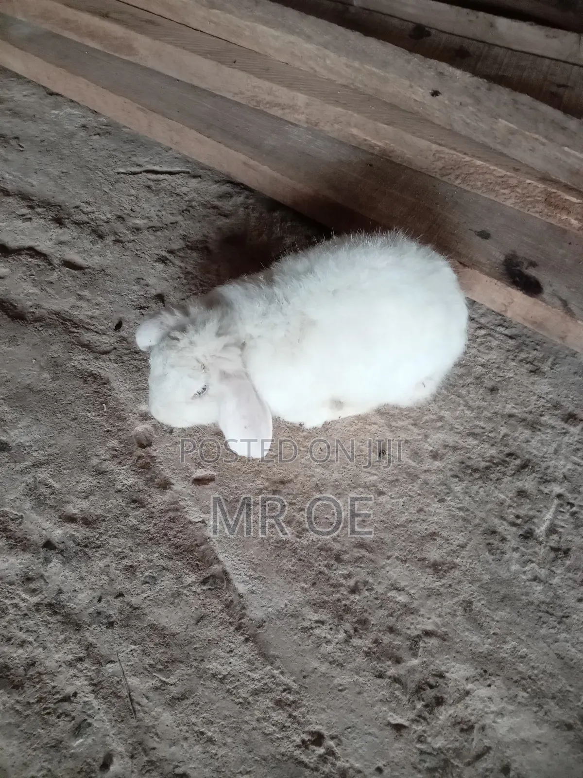Rabbits for Sale