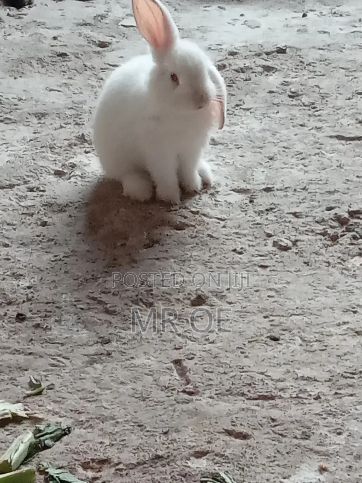 Rabbits for Sale