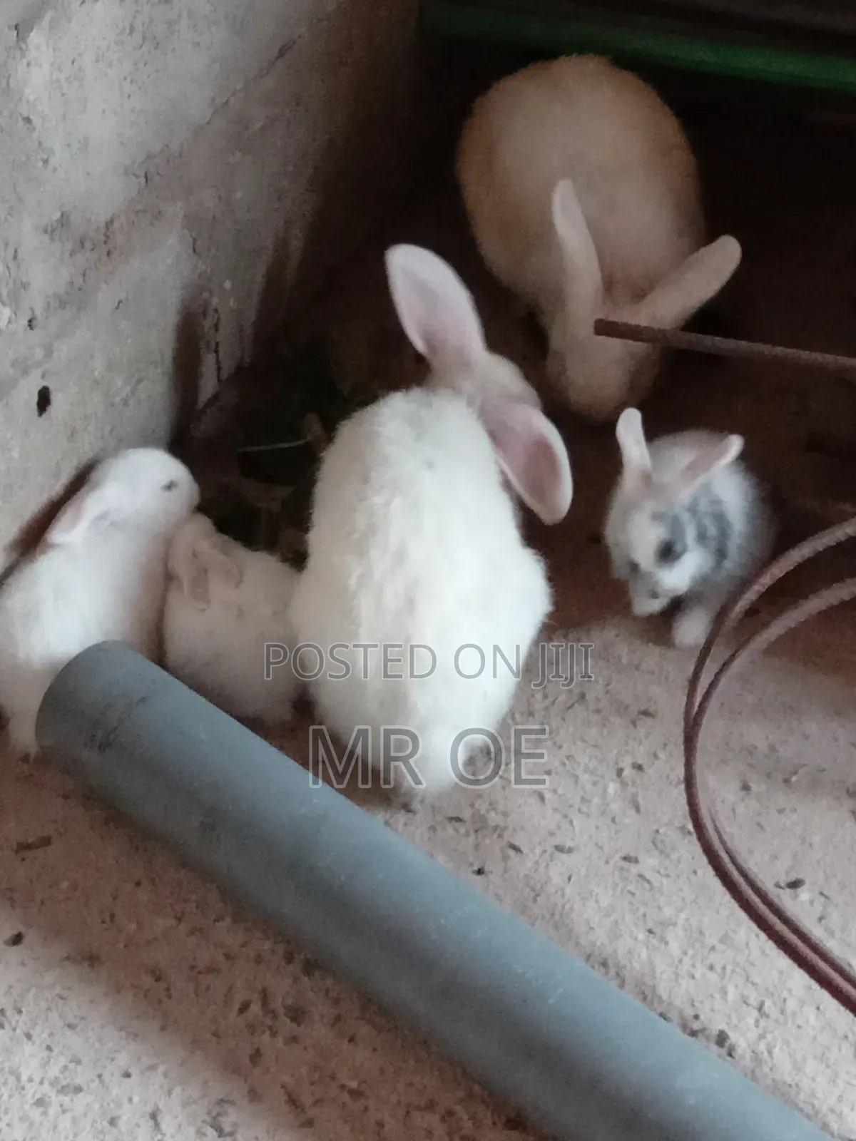 Rabbits for Sale