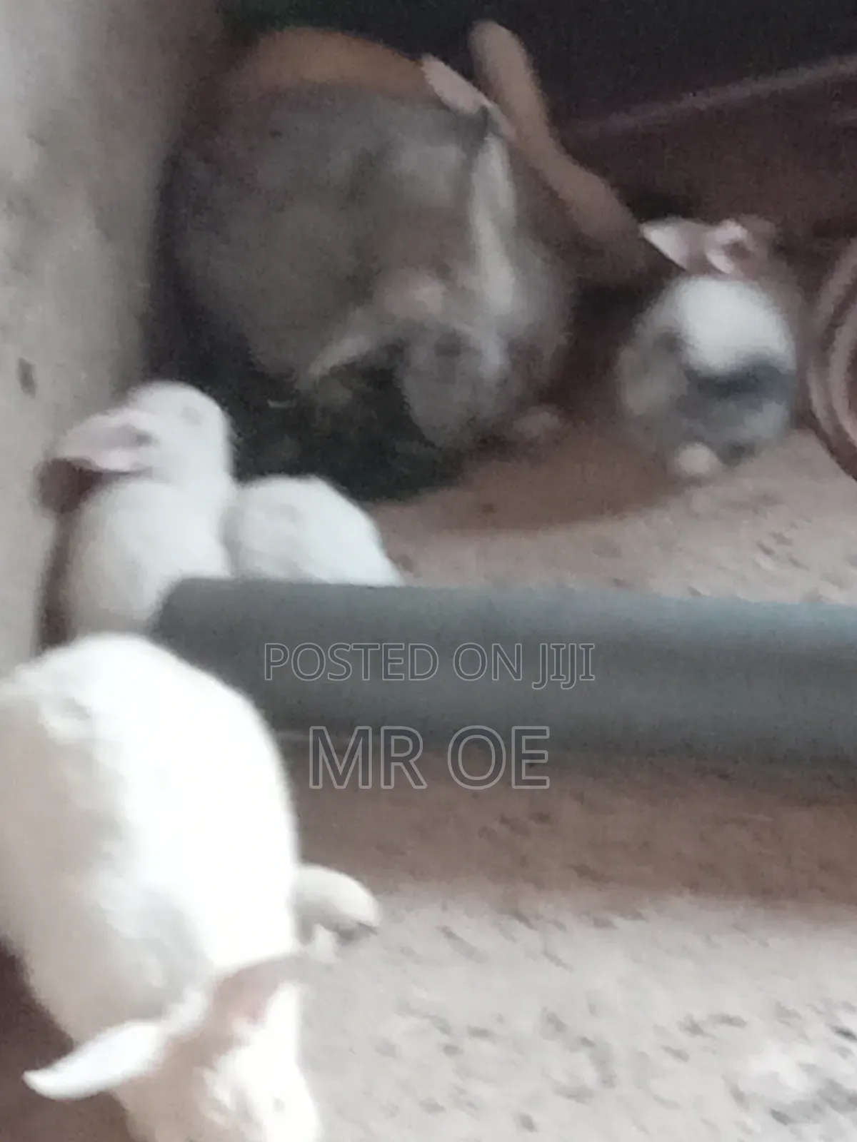 Rabbits for Sale