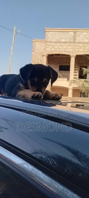3-6 months Female Mixed Breed Doberman Pinscher