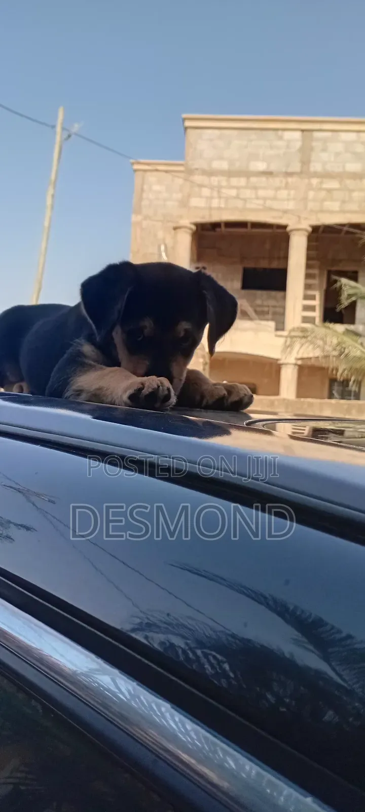 3-6 months Female Mixed Breed Doberman Pinscher