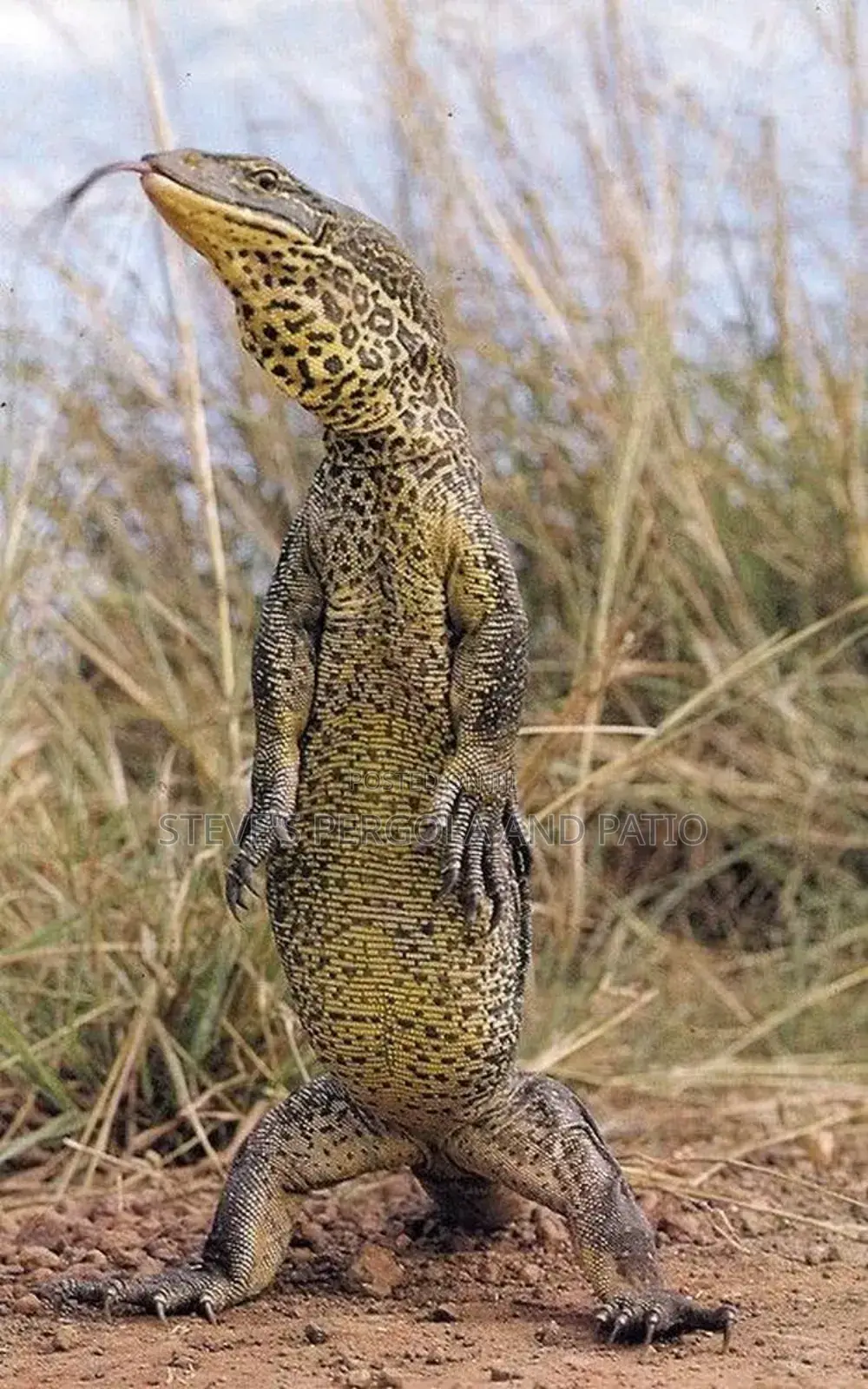 Baby Monitor Lizard