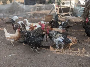 Organic Cocks for Sale
