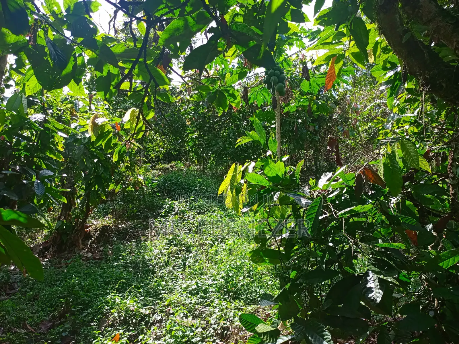 Cocoa Farm