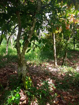 Cocoa Farm
