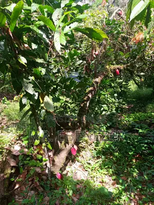 Cocoa Farm