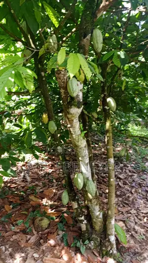 Cocoa Farm