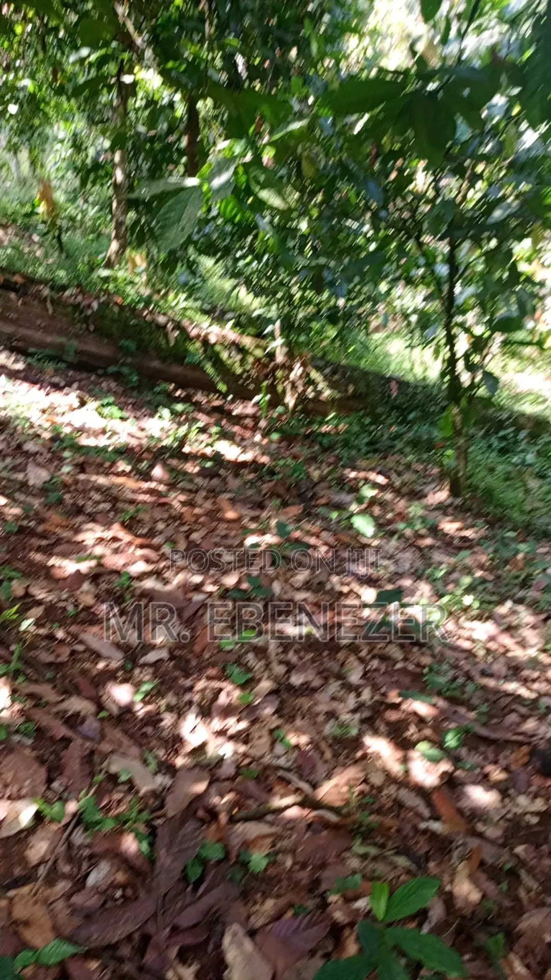 Cocoa Farm