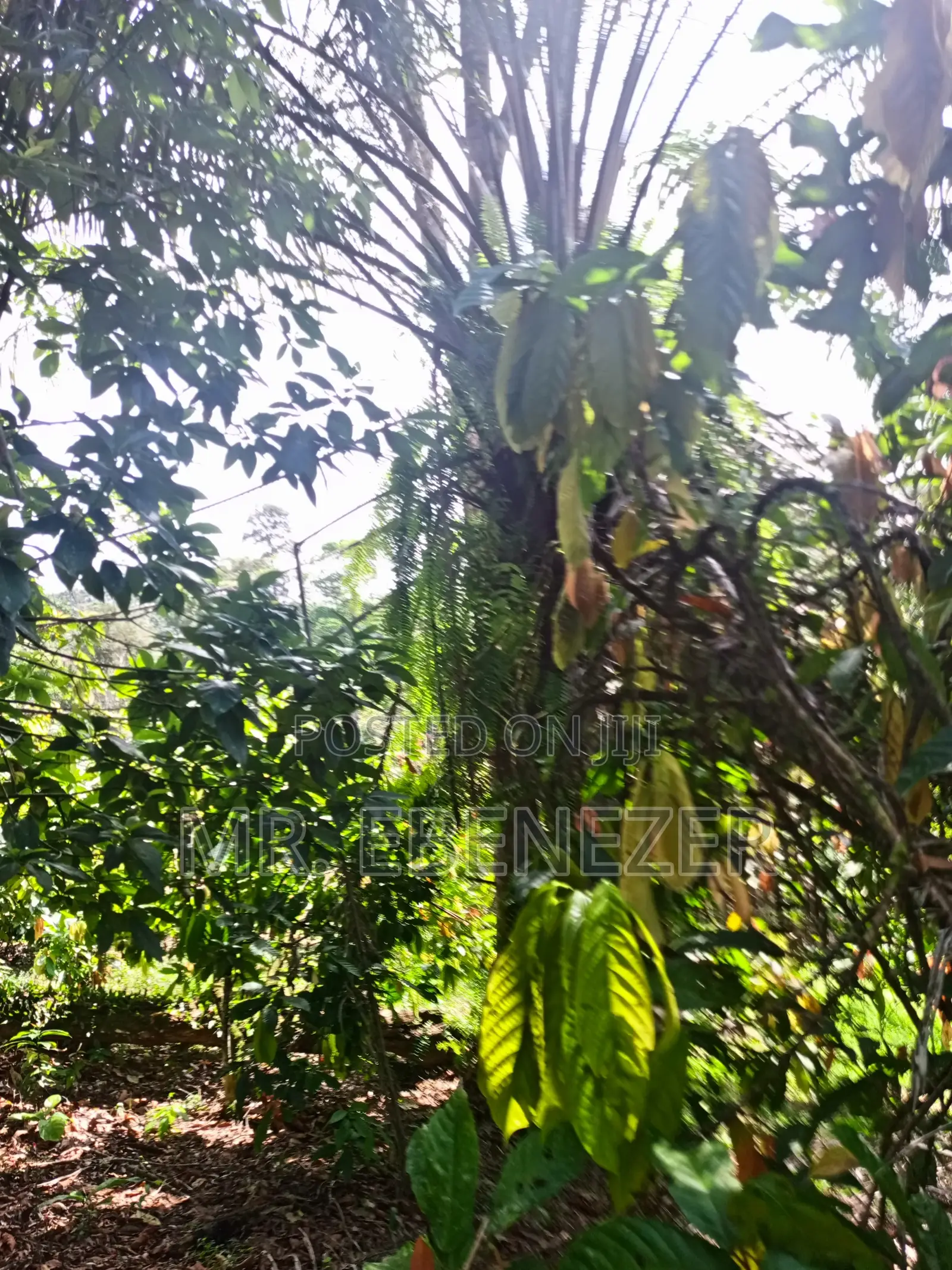 Cocoa Farm