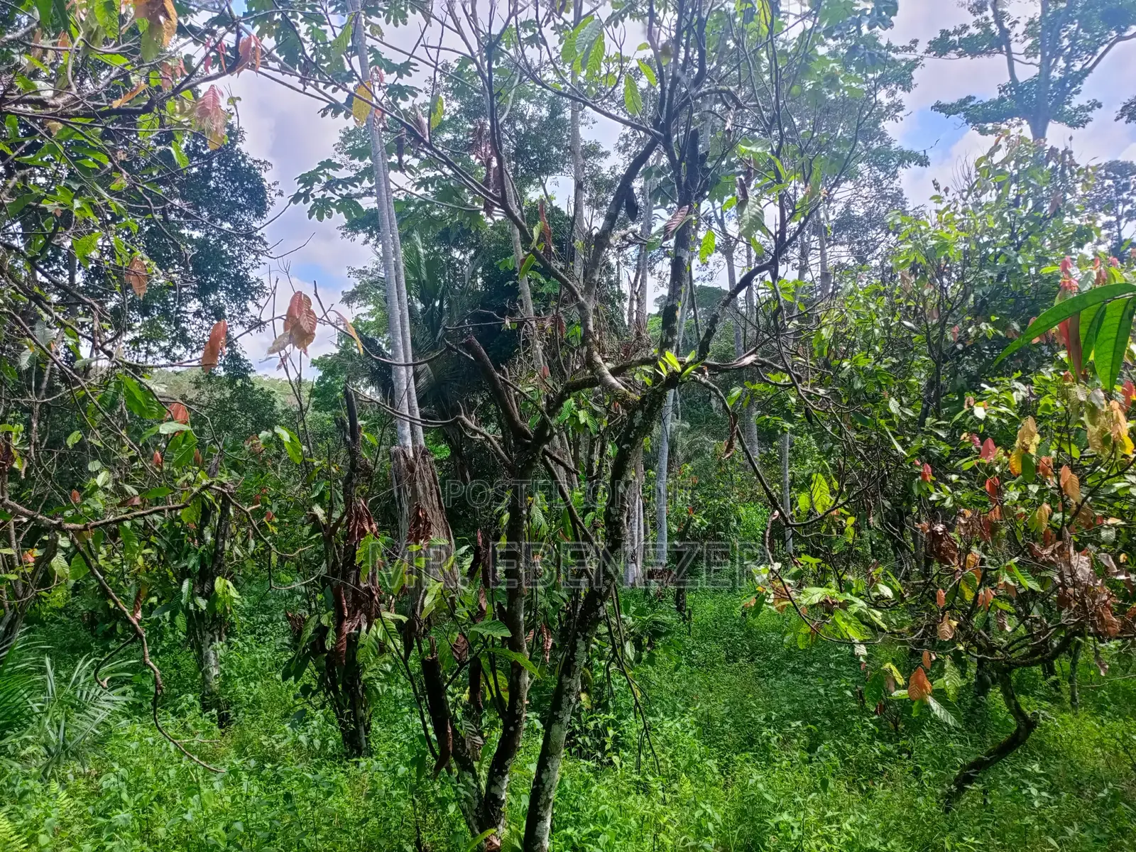 Cocoa Farm