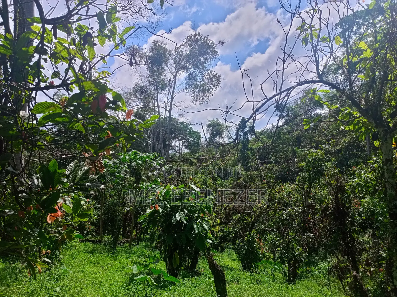 Cocoa Farm