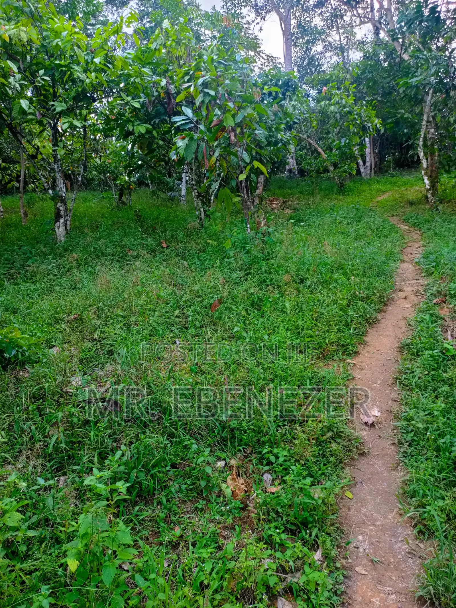 Cocoa Farm