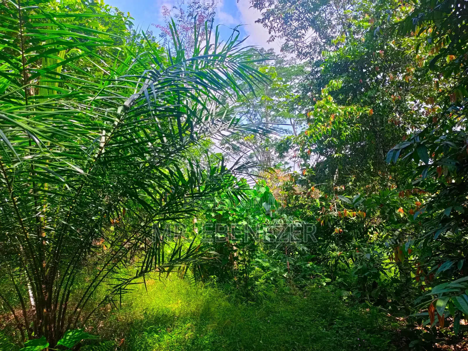 Cocoa Farm