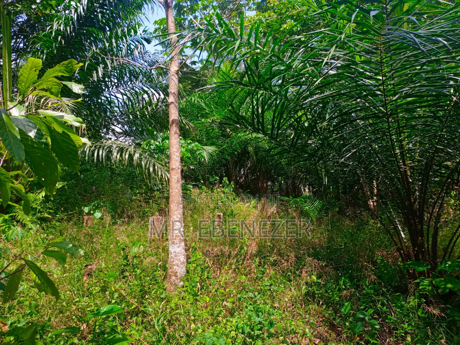 Cocoa Farm