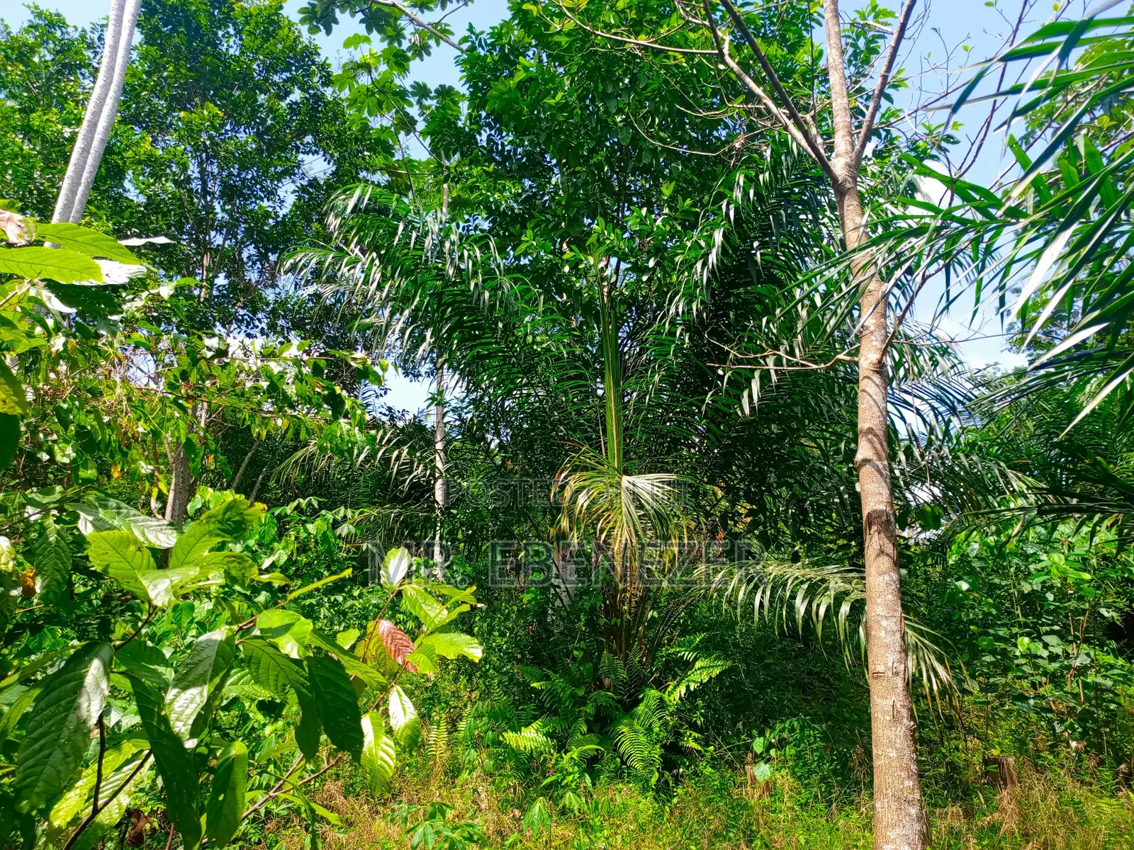 Cocoa Farm
