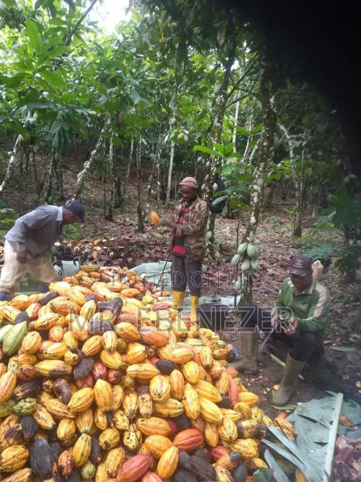 Cocoa Farm