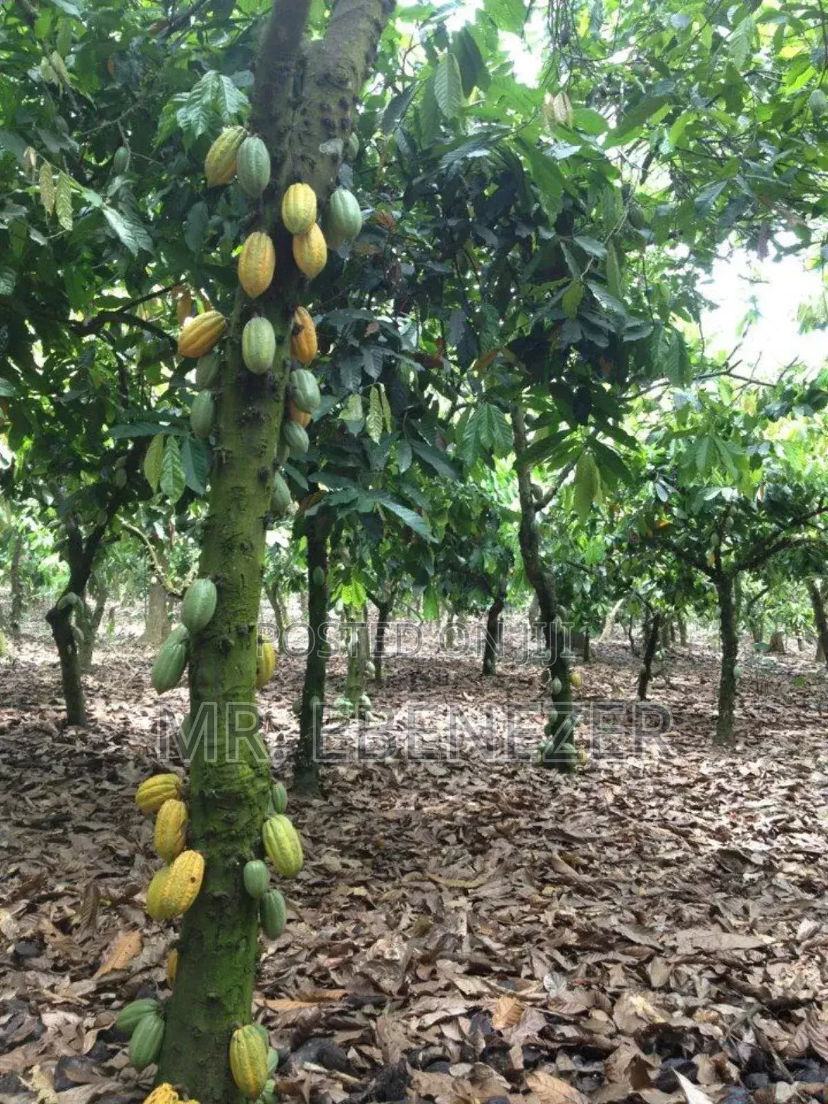 Cocoa Farm