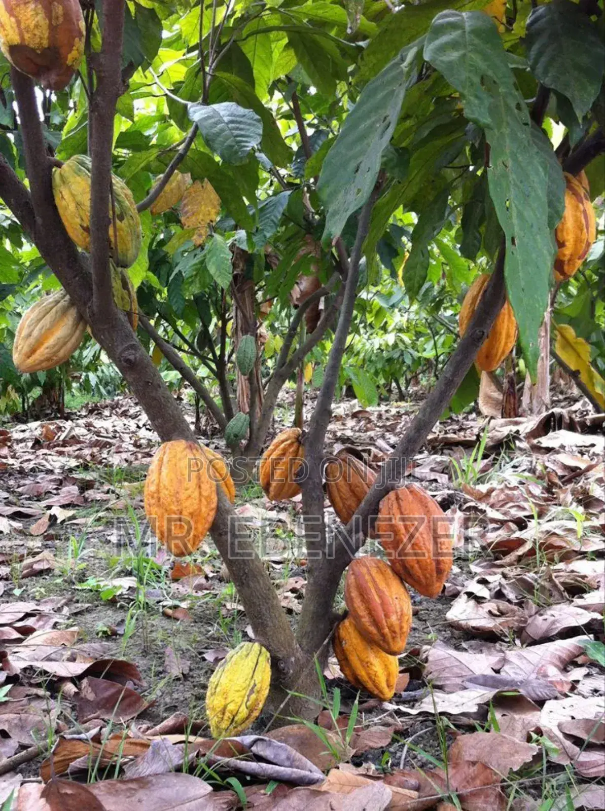 Cocoa Farm
