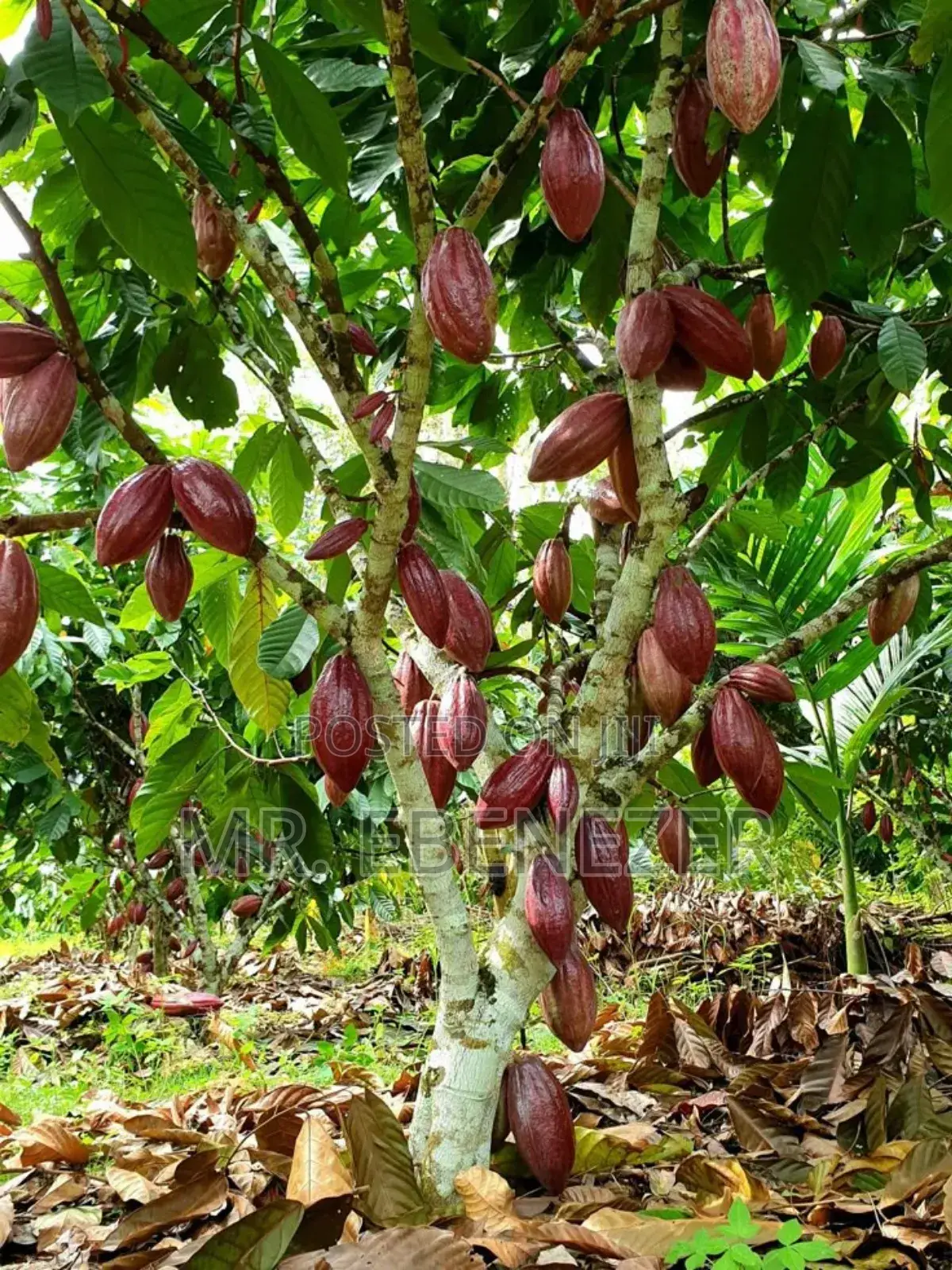 Cocoa Farm