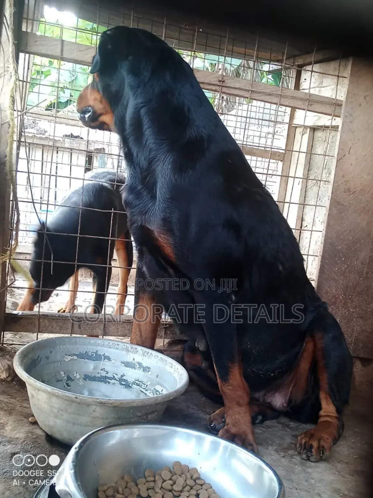 1+ year Female Purebred Rottweiler