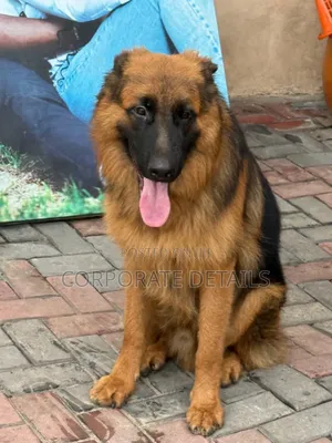 1+ year Female Purebred German Shepherd