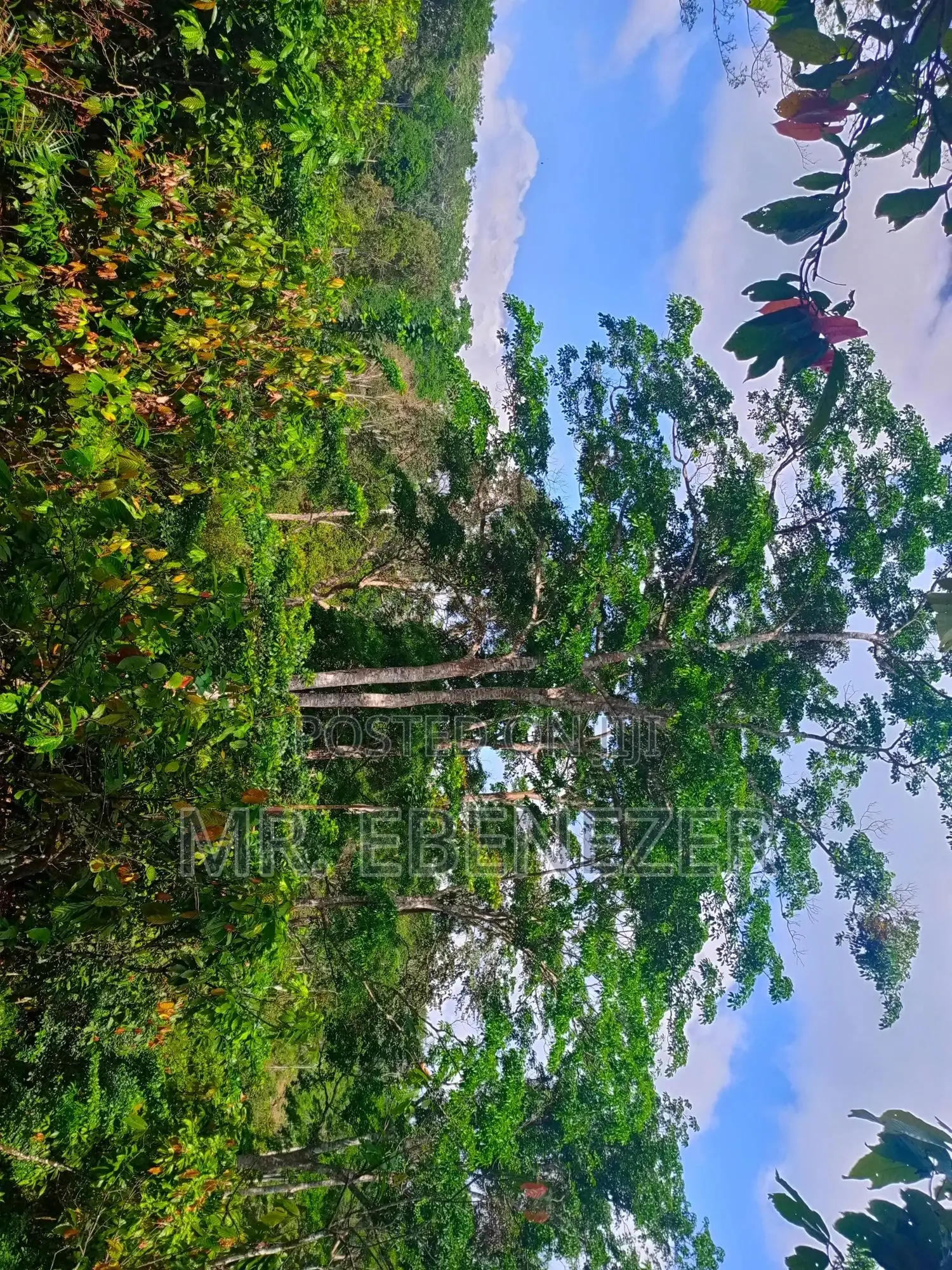 Cocoa Farm