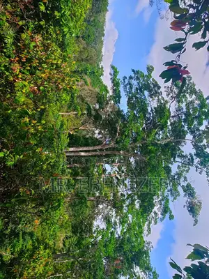 Cocoa Farm
