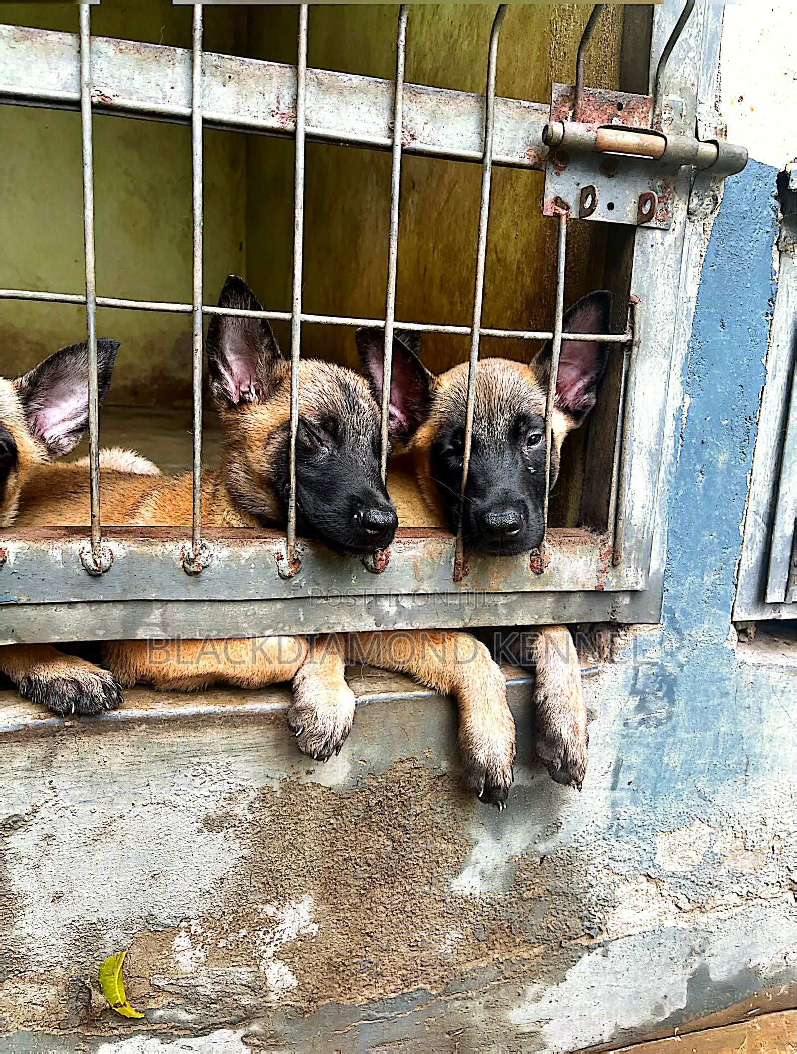 1-3 months Male Purebred Belgian Malinois
