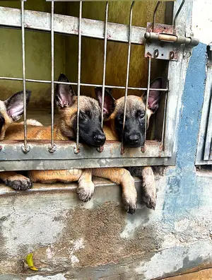 1-3 months Male Purebred Belgian Malinois