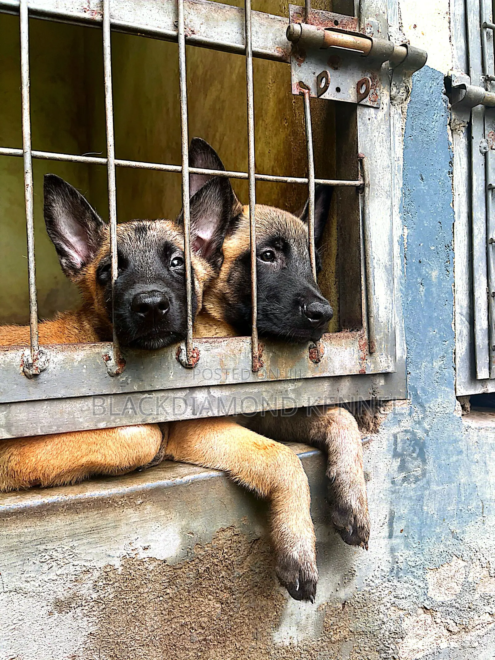 1-3 months Male Purebred Belgian Malinois