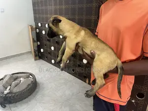 1-3 months Male Purebred Belgian Malinois