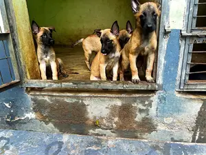 1-3 months Male Purebred Belgian Malinois