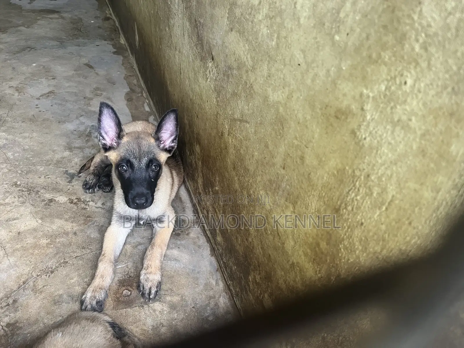 1-3 months Male Purebred Belgian Malinois
