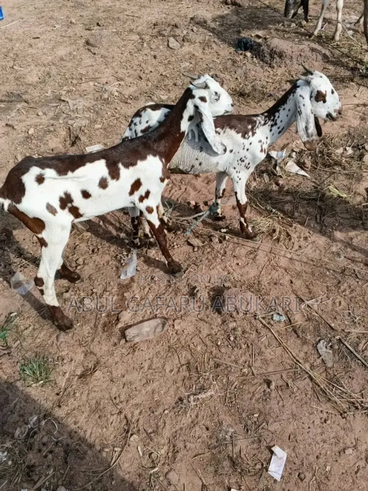 Long Leggate White and Brown Goat