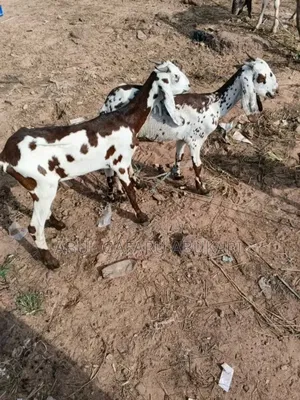 Long Leggate White and Brown Goat