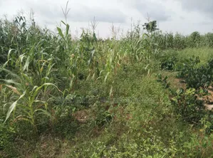 Plot of Land for Sale at Abuakwa Sepase