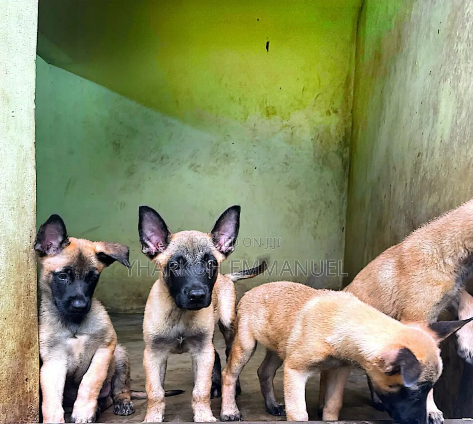 1-3 months Male Purebred Belgian Malinois