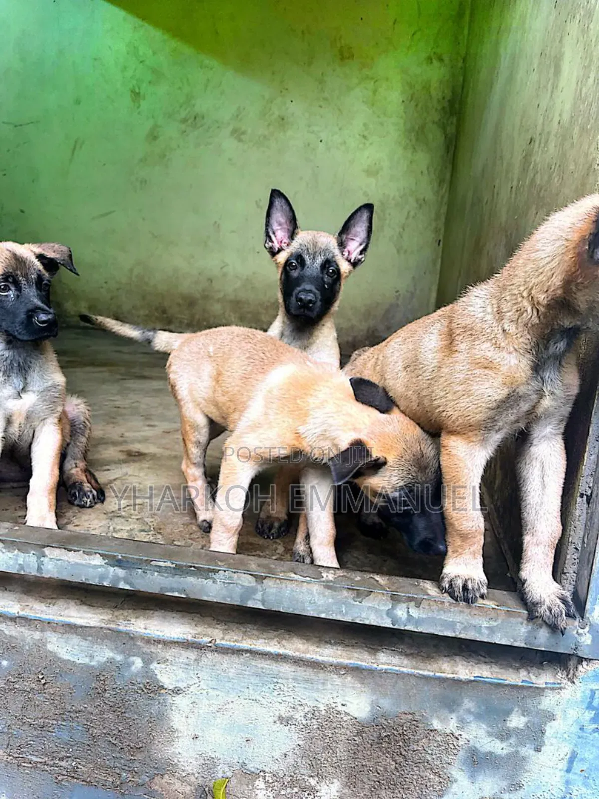 1-3 months Male Purebred Belgian Malinois